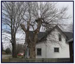 Tree removal before